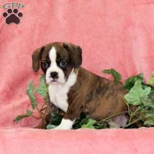 Indian Corn, Boston Terrier Mix Puppy